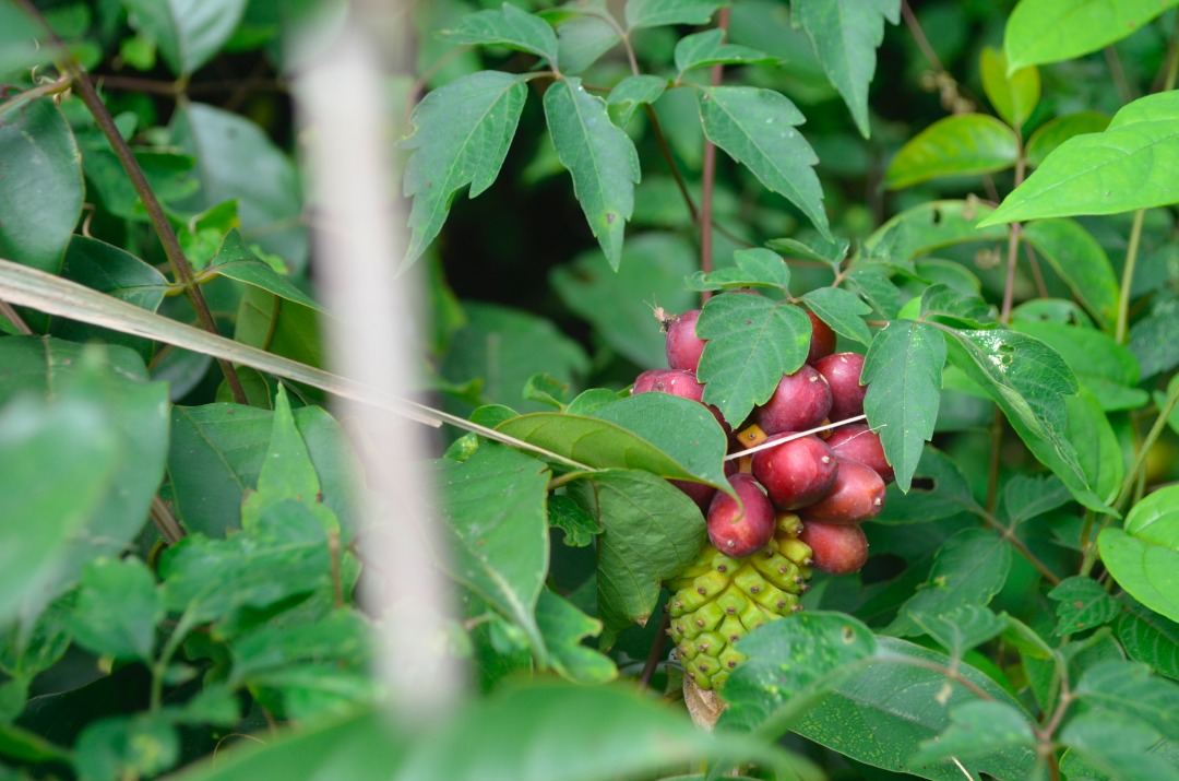 tema hiking and fitness club klowem (5)