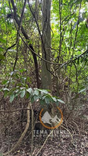 thfc fun and fitness time at the bunso ecopark (218)